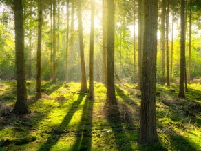  Zurück zur Natur – Von Naturdistanz, Spielräumen und Waldbaden