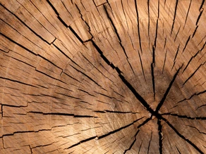  Roll mit Holz – Faszientraining mit Naturmaterialien